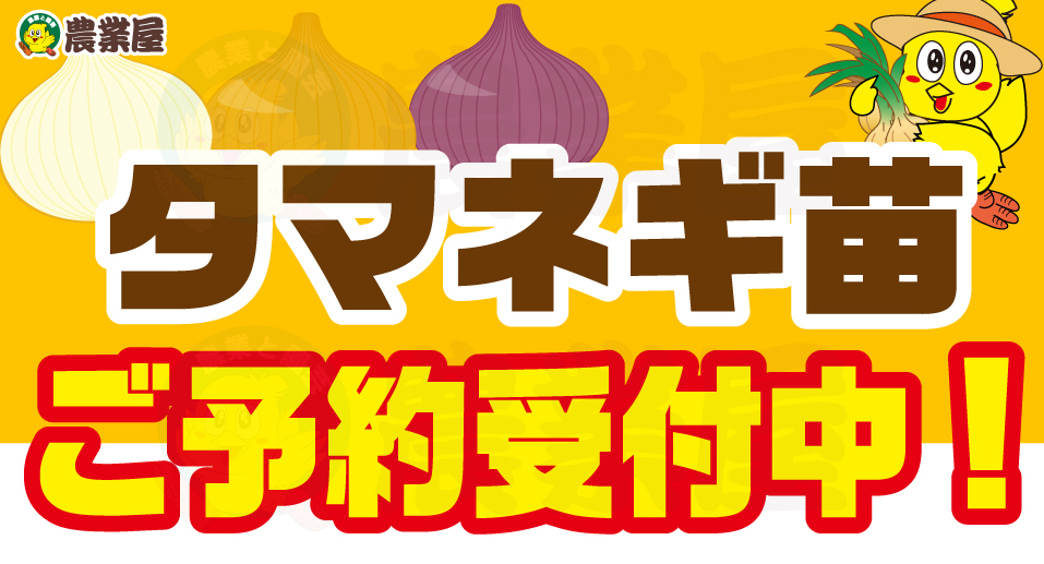 タマネギ苗、ご予約受付中です！