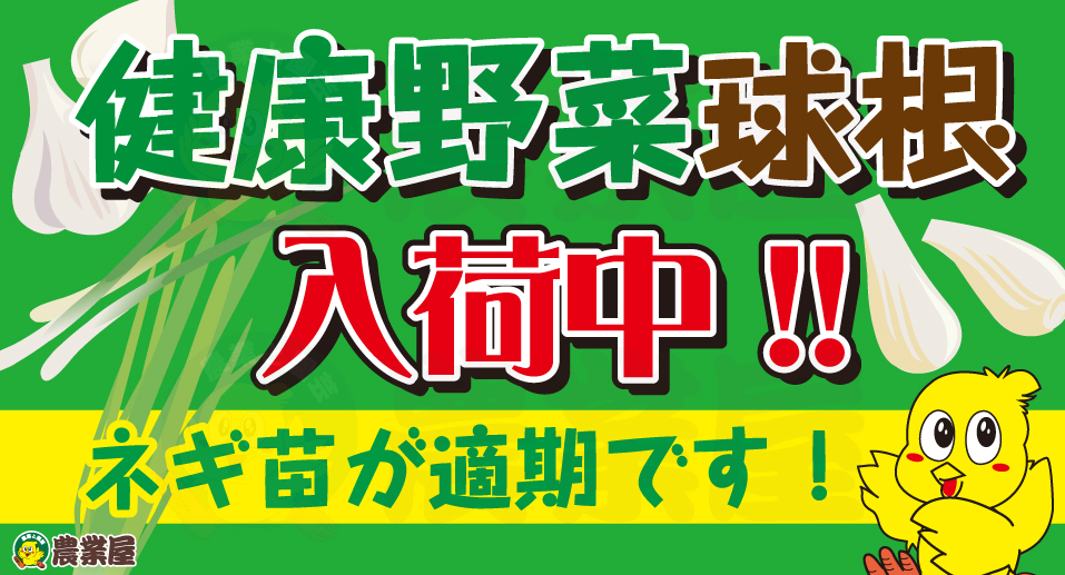 健康野菜球根入荷中です！ネギ苗が適期！