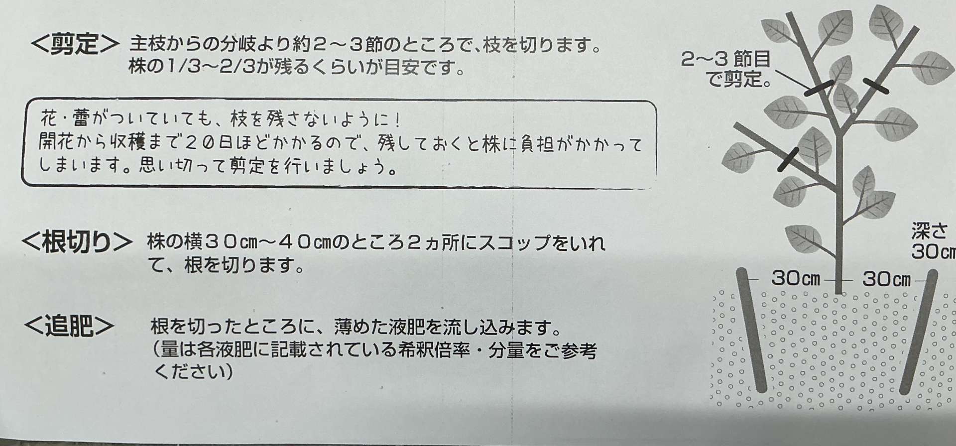 秋 茄子 剪定
