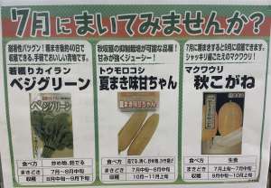 今まけるタネのご紹介！