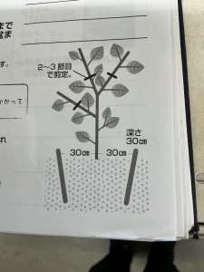 ナスの更新剪定！