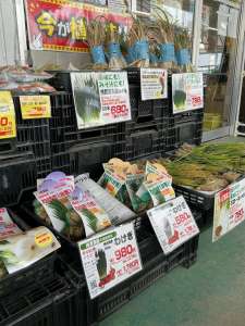 ナスの更新剪定はお盆までに！苗、球根の入荷案内！