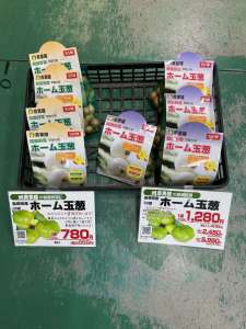 健康野菜球根入荷開始！