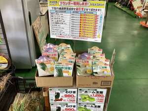 わけぎ、ホーム玉葱が入りました！