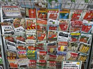 にんじん栽培は播種前で決まる！発芽率アップのための播種準備を徹底しましょう
