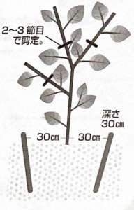 ナスの更新剪定の時期です🍆