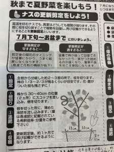 ナスの更新剪定はお盆までに‼️