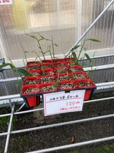 野菜苗入荷致しました！！