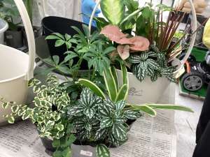 本日寄せ植え教室です！！