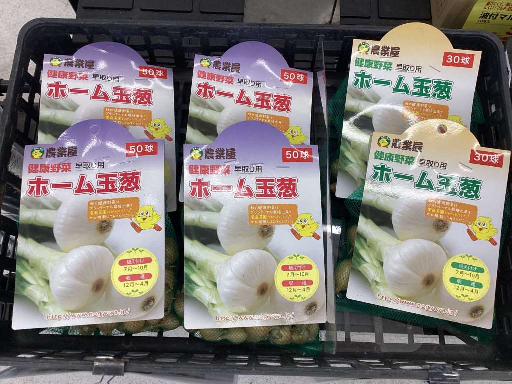 球根苗入荷開始しました！🧅