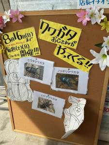 クワガタおじさんがやってくる‼️