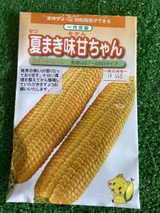 暑さに強い種をまいてみよう！！