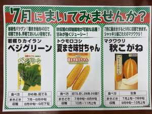 7月のオススメ種です！