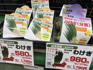 わけぎ球根・ホーム玉ねぎ球根入荷しました！