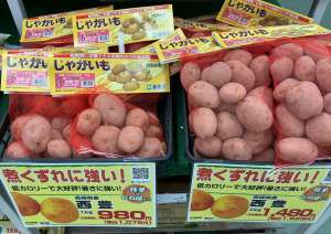 秋バレイショ・健康野菜球根　入荷中