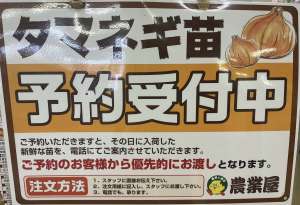 タマネギ苗の予約受付中です！