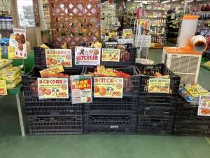 秋バレイショ種芋入荷中！