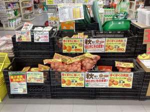 秋馬鈴薯を入荷しました‼️