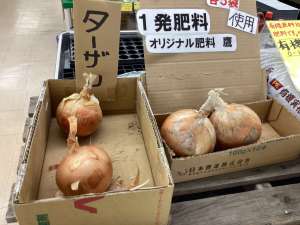 玉ねぎ🧅栽培に欠かせません💪
