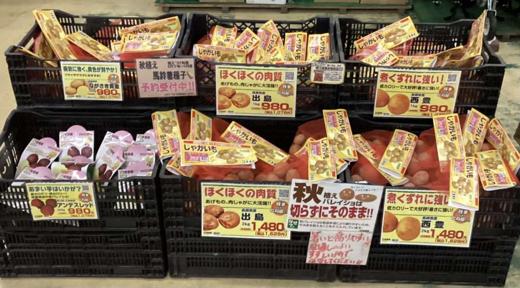 秋バレイショ入荷しました。