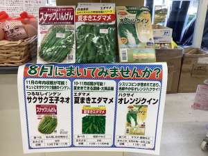 8月たねのおすすめ！！