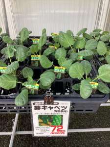 秋野菜苗入荷しています♪