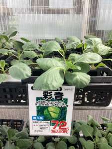 野菜苗入荷しています