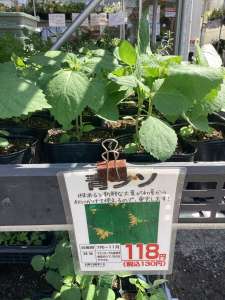 秋野菜苗、たくさん入荷しています
