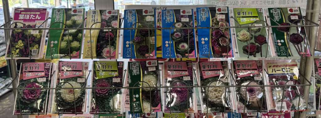 葉牡丹のまきどきです！お忘れではございませんか？