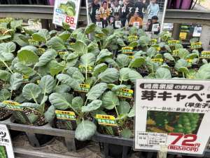 芽キャベツ苗が初入荷！