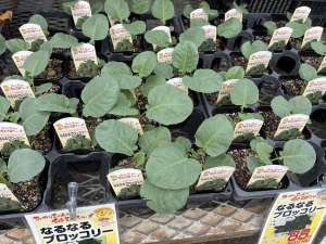 なるなるブロッコリーの苗が入荷しました！500