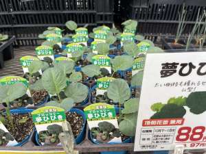 夢ひびきの苗が入荷しました！