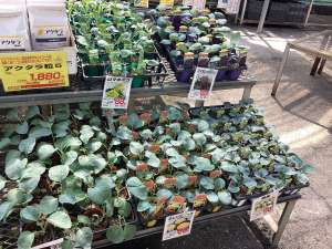 カリフラワー苗の入荷が始まっています！
