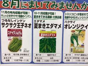 8月のおすすめ種🌱