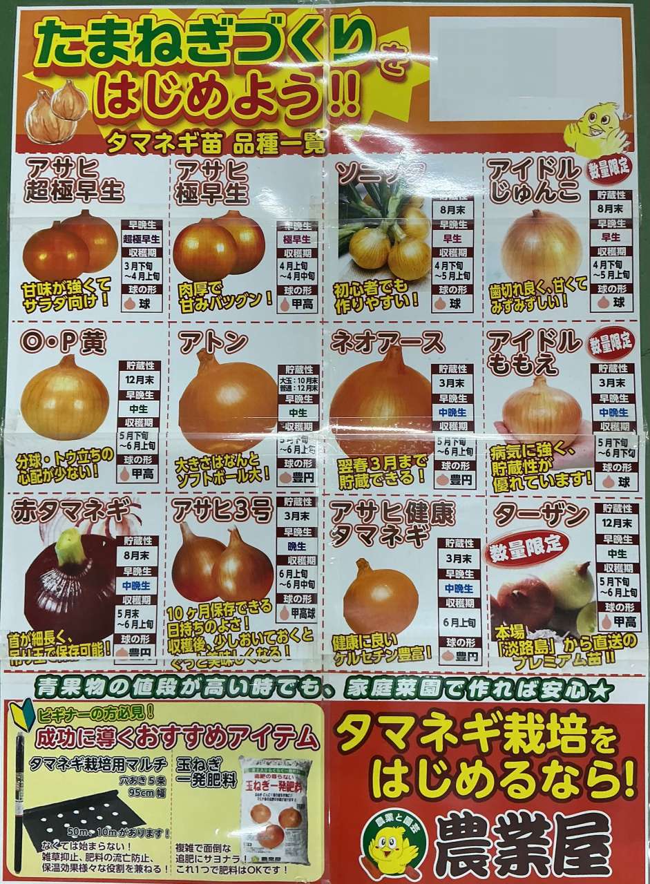 タマネギ苗・予約受付中！🧅🌱
