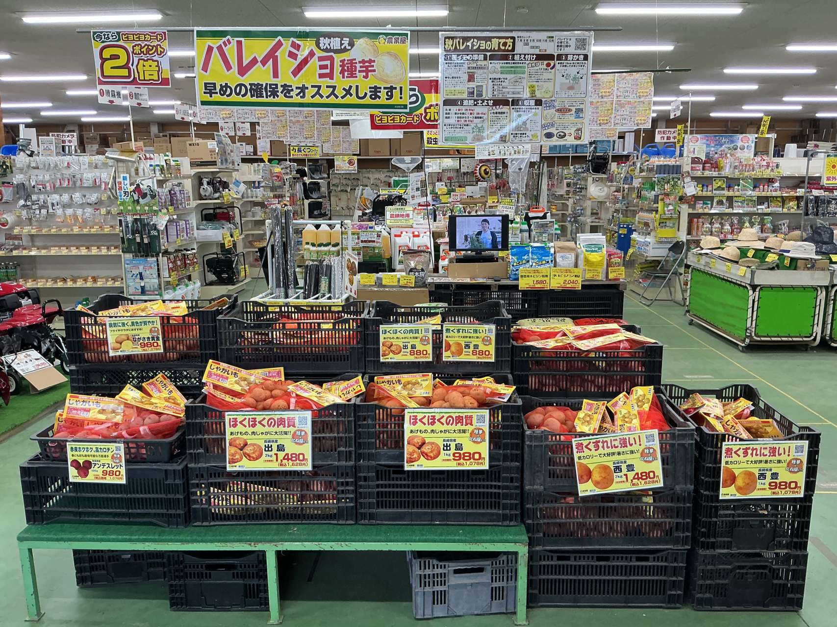 秋バレイショの種芋 販売中‼️🥔🍂