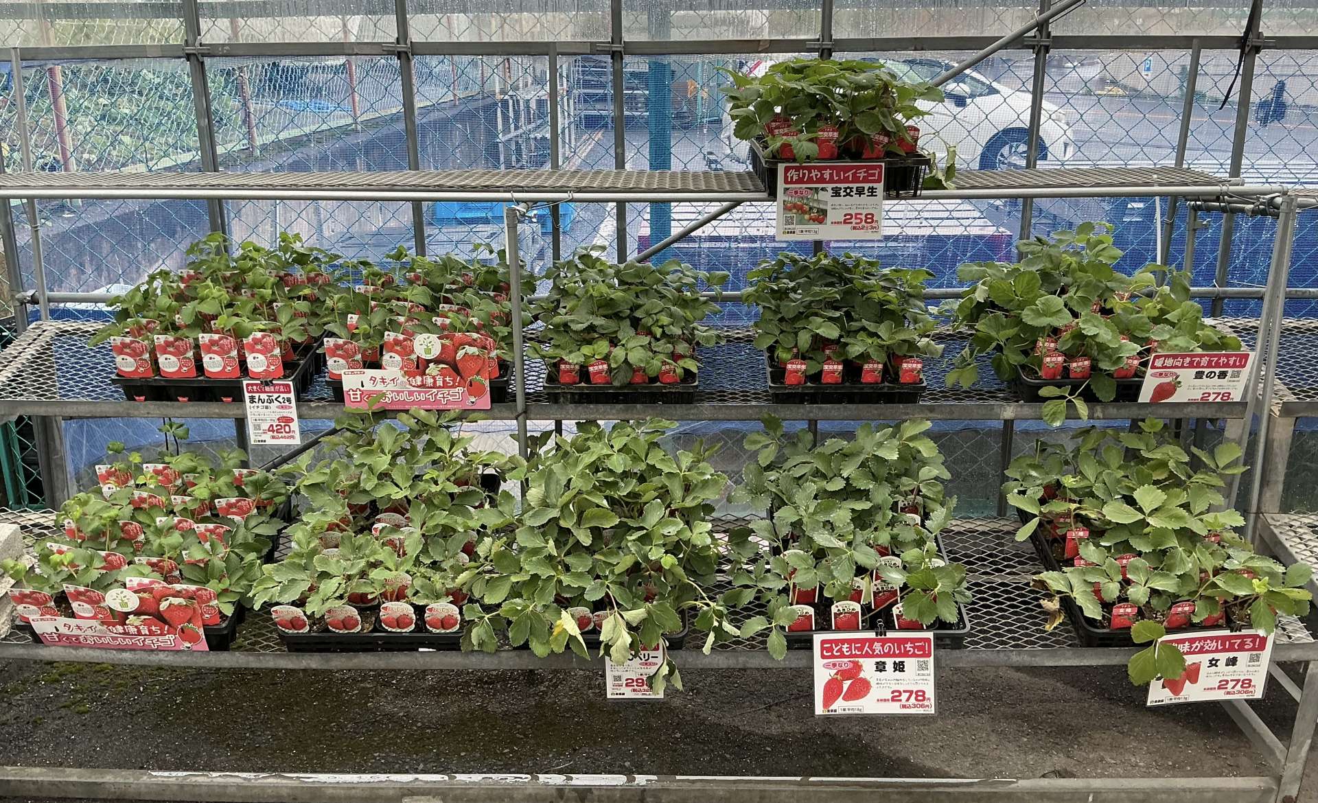 いちご苗🍓入荷しました！