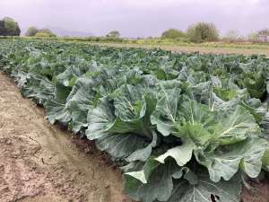 農家さん紹介第六弾🧑‍🌾