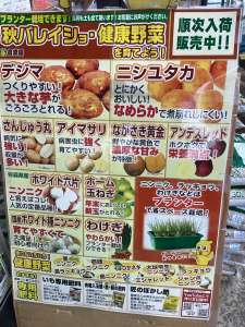 秋ジャガイモ種まだまだ販売中❗️品薄お早めに❗️