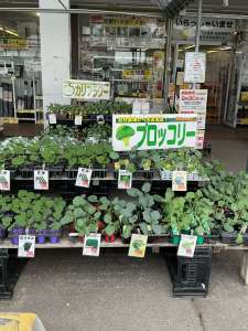 🥬秋野菜苗が入荷しました‼️🥬