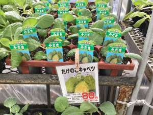 やわらかいキャベツ苗、あります