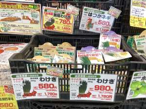 わけぎ種と苗販売中