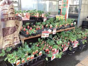 イチゴ苗がたくさん入荷中です