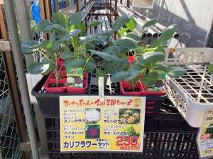数量限定‼︎カリフラワー食べ比べセット苗