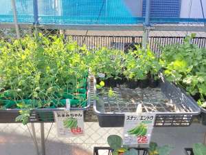 実エンドウとスナップエンドウ苗入荷