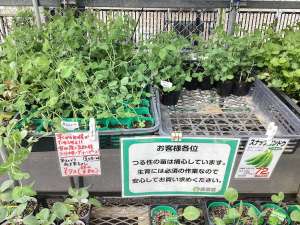実エンドウとスナップエンドウ苗入荷