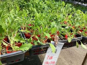 水菜苗入荷しました