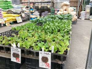 野菜苗がたっぷり入っています