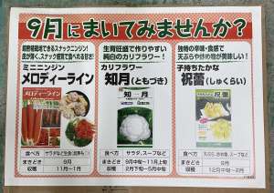 9月にまけるオススメ品種