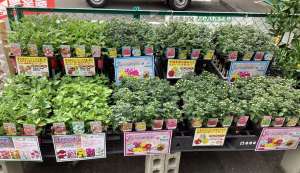 菊苗入荷‼️